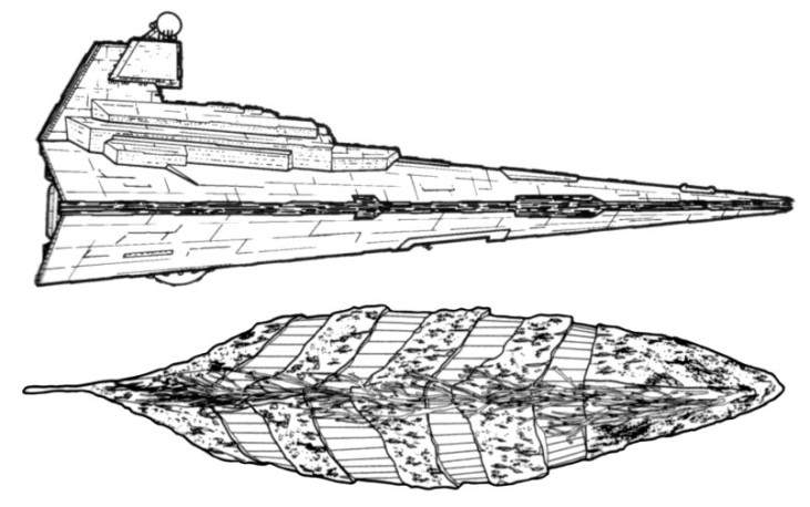 сравнительные размеры Звездного Разрушителя и основного корабля вонгов